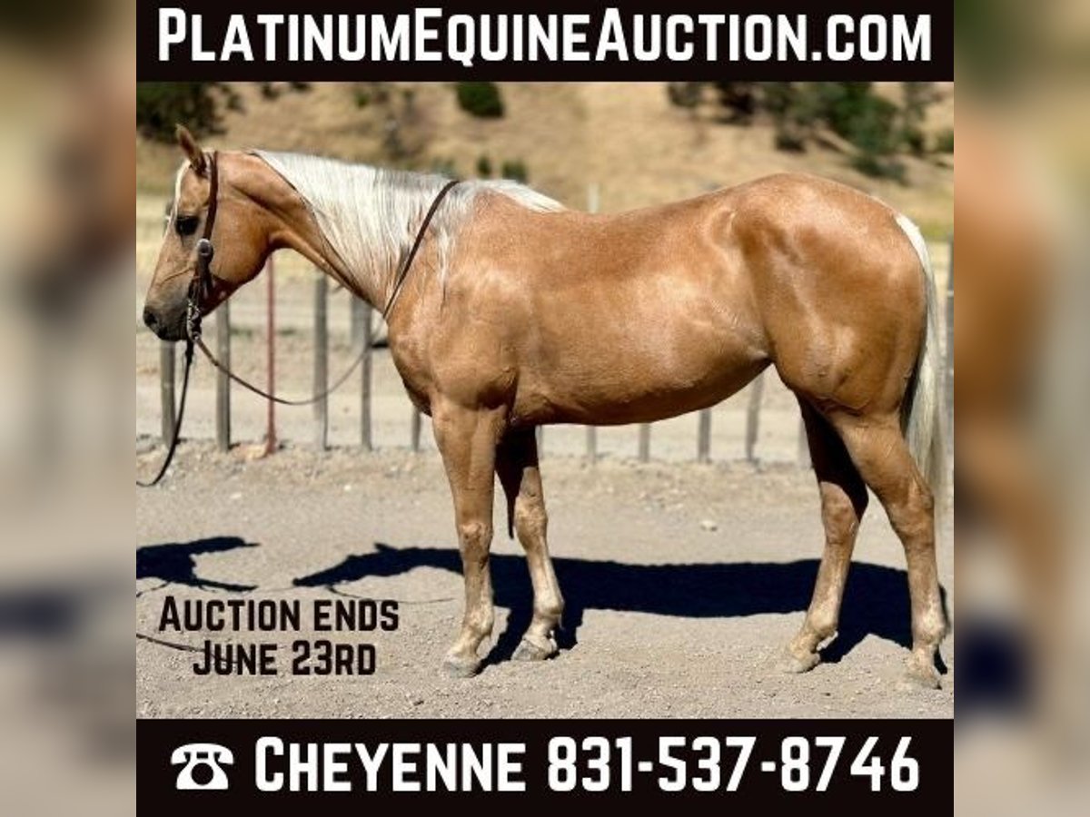 American Quarter Horse Gelding 10 years 14,3 hh Palomino in Bitterwater CA