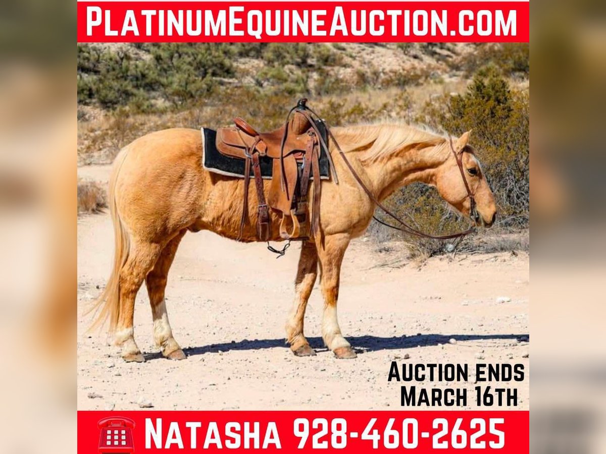 American Quarter Horse Gelding 10 years 14,3 hh Palomino in Camp Verde TX