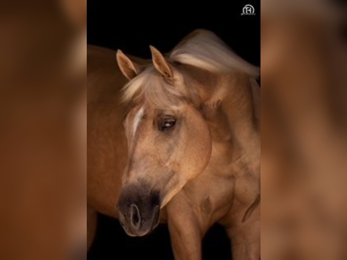 American Quarter Horse Gelding 10 years 14,3 hh Palomino in Marpingen