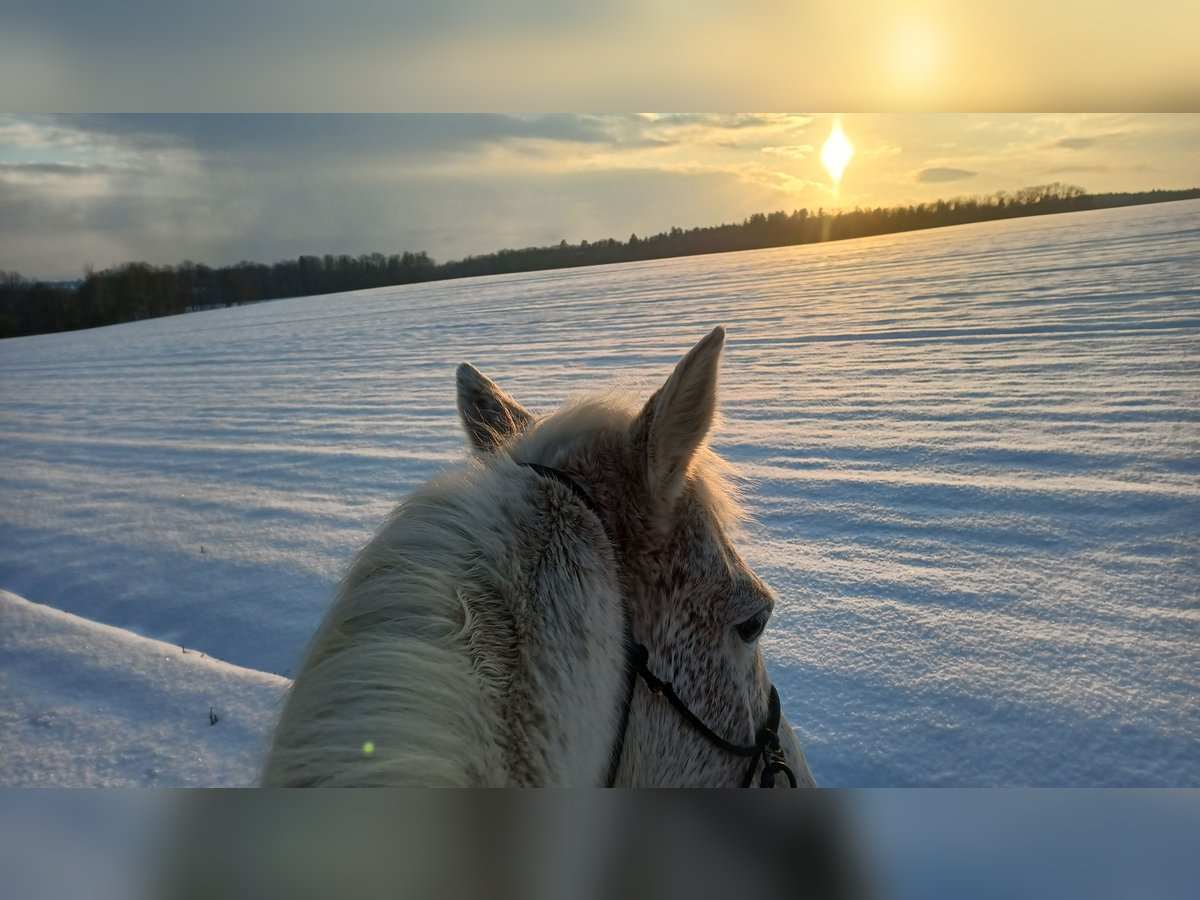 American Quarter Horse Gelding 10 years 14,2 hh in Herrnhut