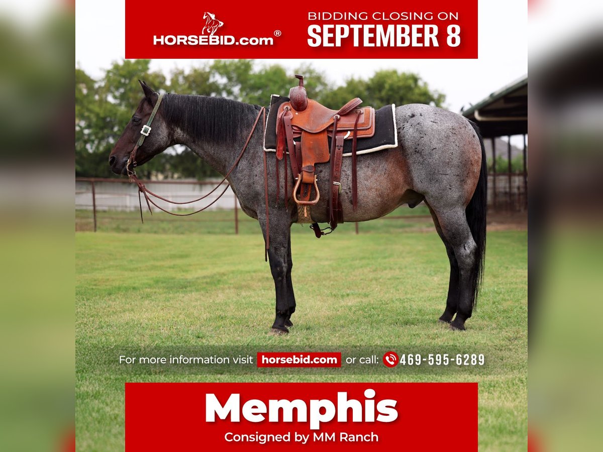 American Quarter Horse Gelding 10 years 14,3 hh Roan-Blue in Forney