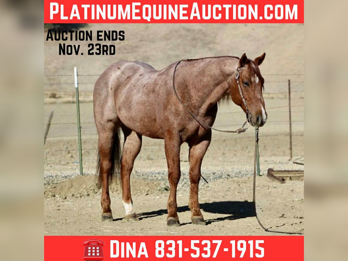 American Quarter Horse Gelding 10 years 14,3 hh Roan-Red in paicines ca