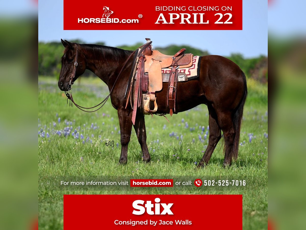 American Quarter Horse Gelding 10 years 15,1 hh Brown in Waco, TX