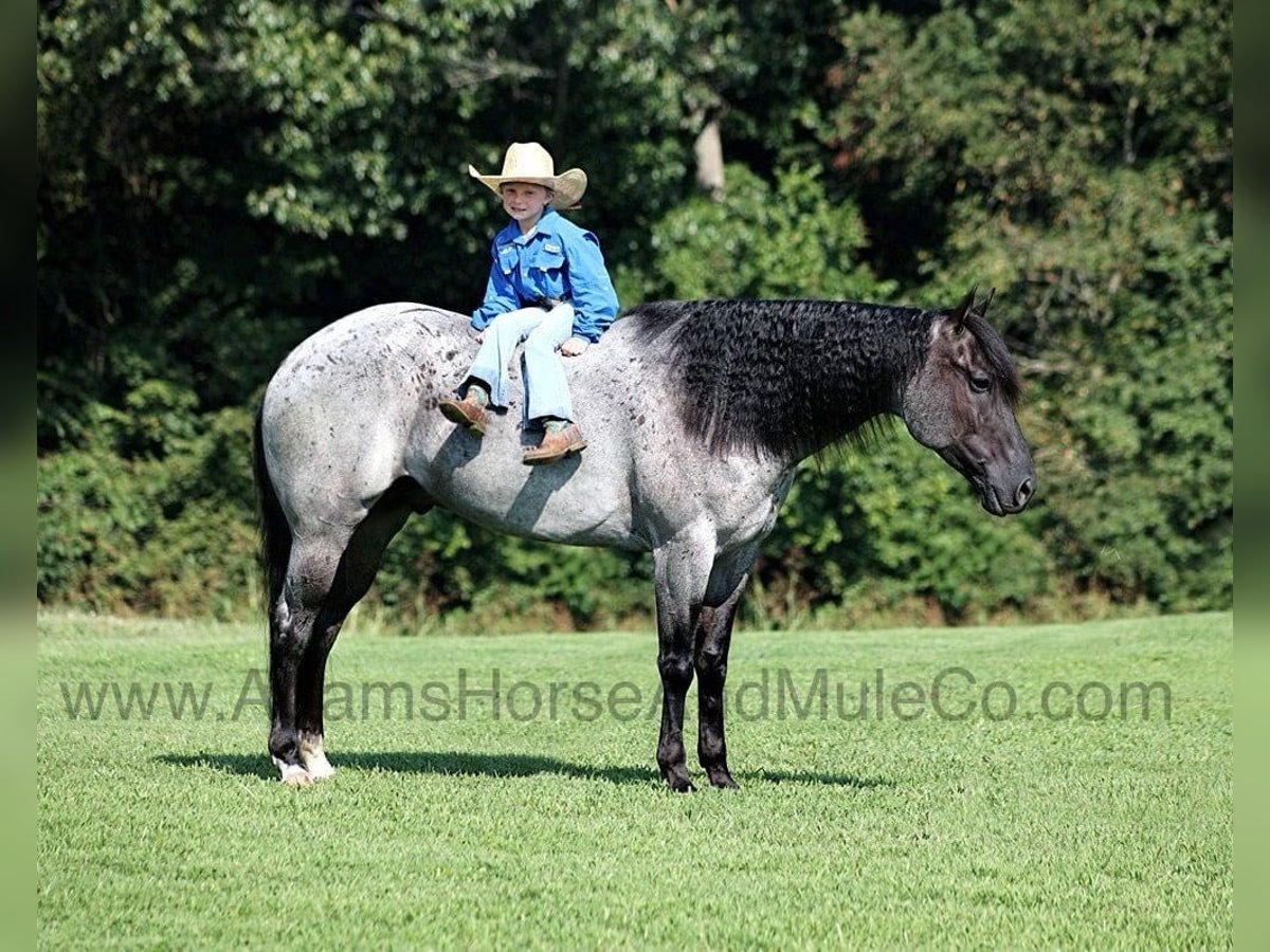 American Quarter Horse Gelding 10 years 15,1 hh Roan-Blue in Mount Vernon