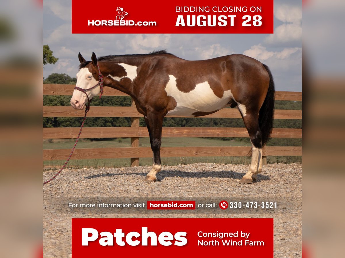 American Quarter Horse Gelding 10 years 15,2 hh Pinto in Millersburg, OH