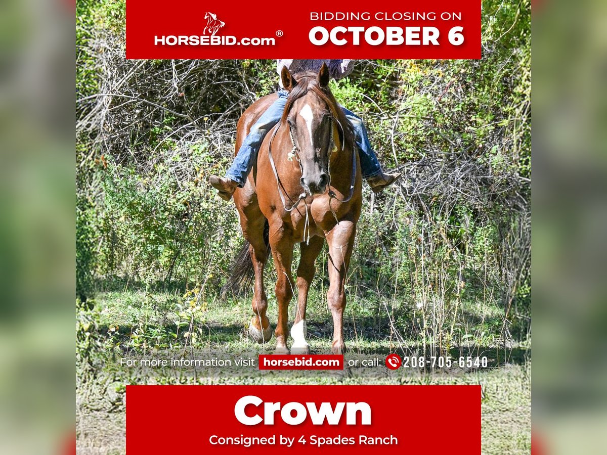 American Quarter Horse Gelding 10 years 15,2 hh Sorrel in Rigby, ID