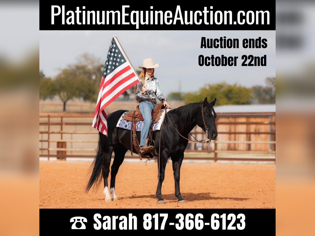 American Quarter Horse Gelding 10 years 15 hh Black in Weatherford TX