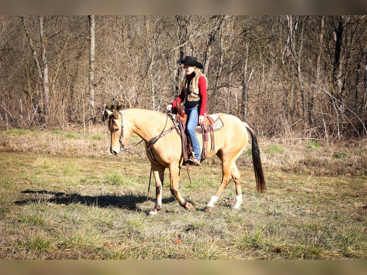 American Quarter Horse Gelding 10 years 15 hh Buckskin in Flemmingsburg KY