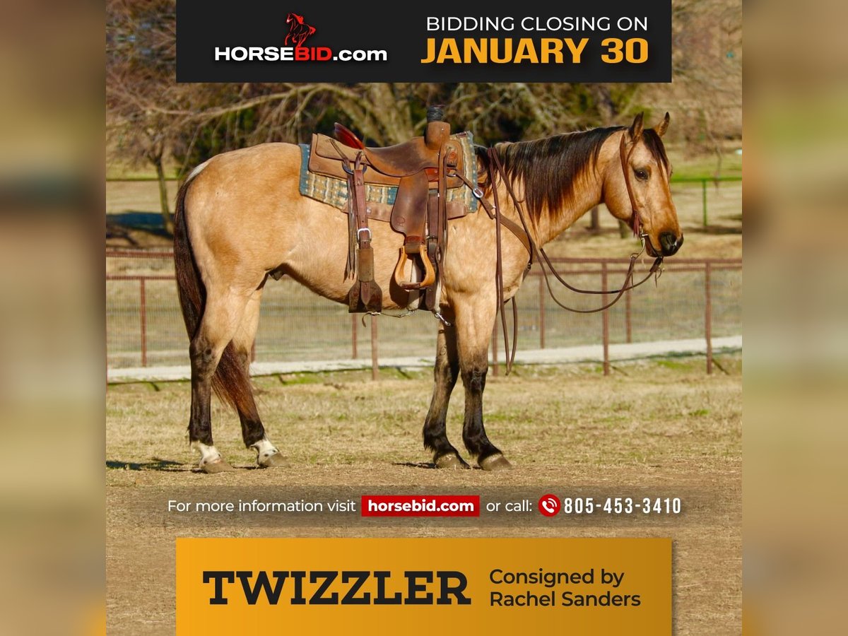 American Quarter Horse Gelding 10 years 15 hh Buckskin in Joshua, TX