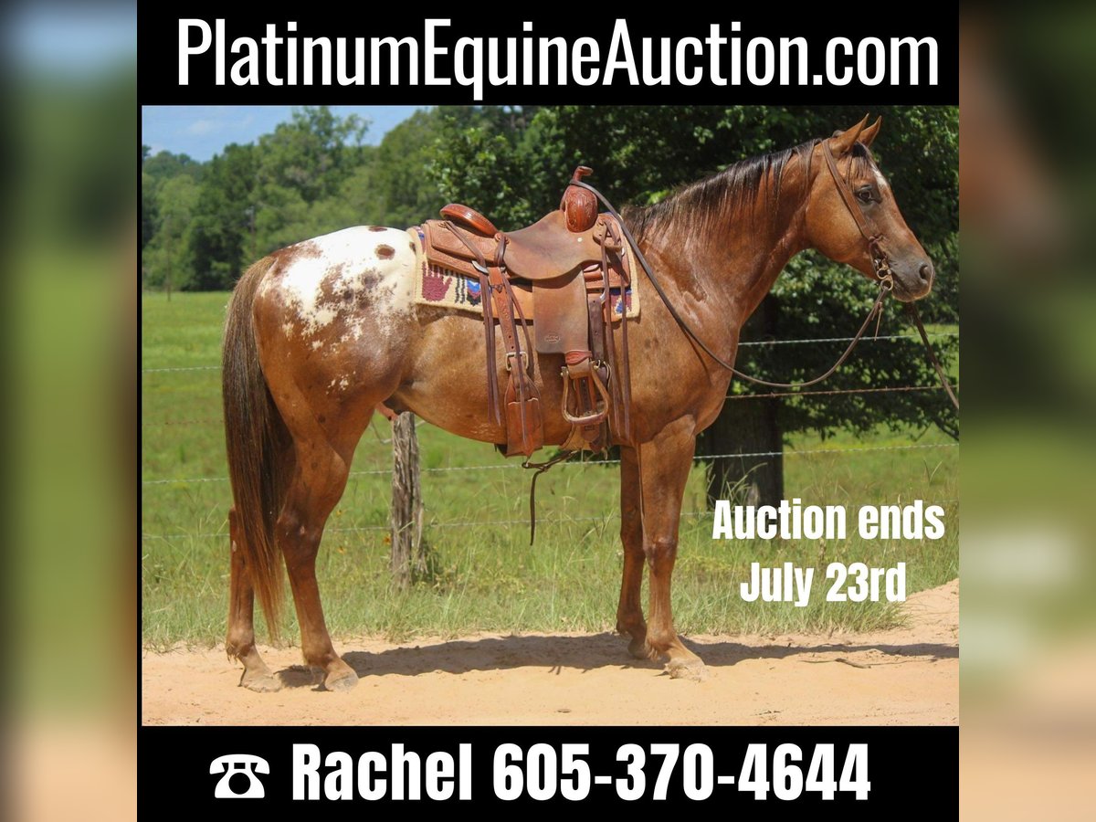 American Quarter Horse Gelding 10 years 15 hh Chestnut in Rusk TX