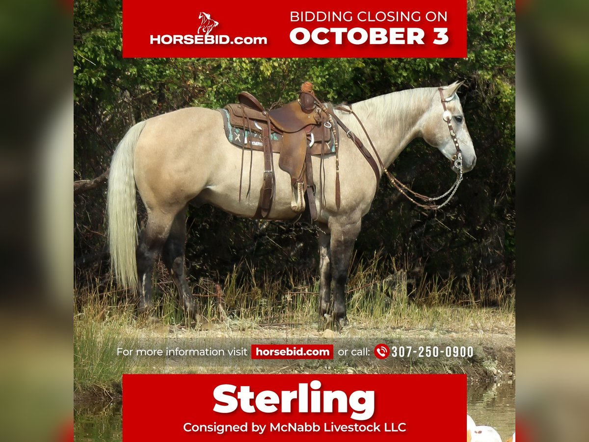 American Quarter Horse Gelding 10 years 15 hh Dun in Cody, WY