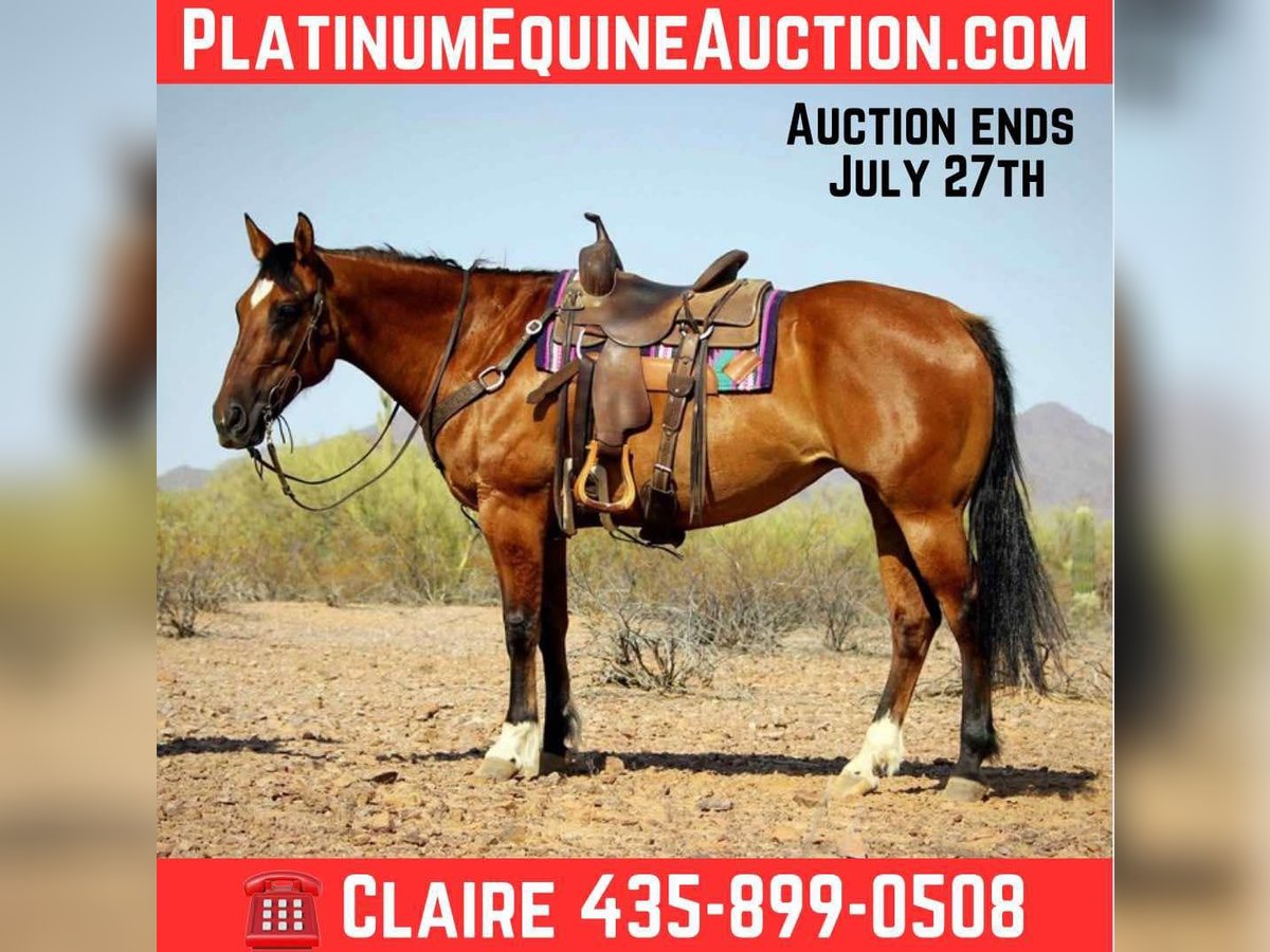 American Quarter Horse Gelding 10 years 15 hh Dun in Marana AZ