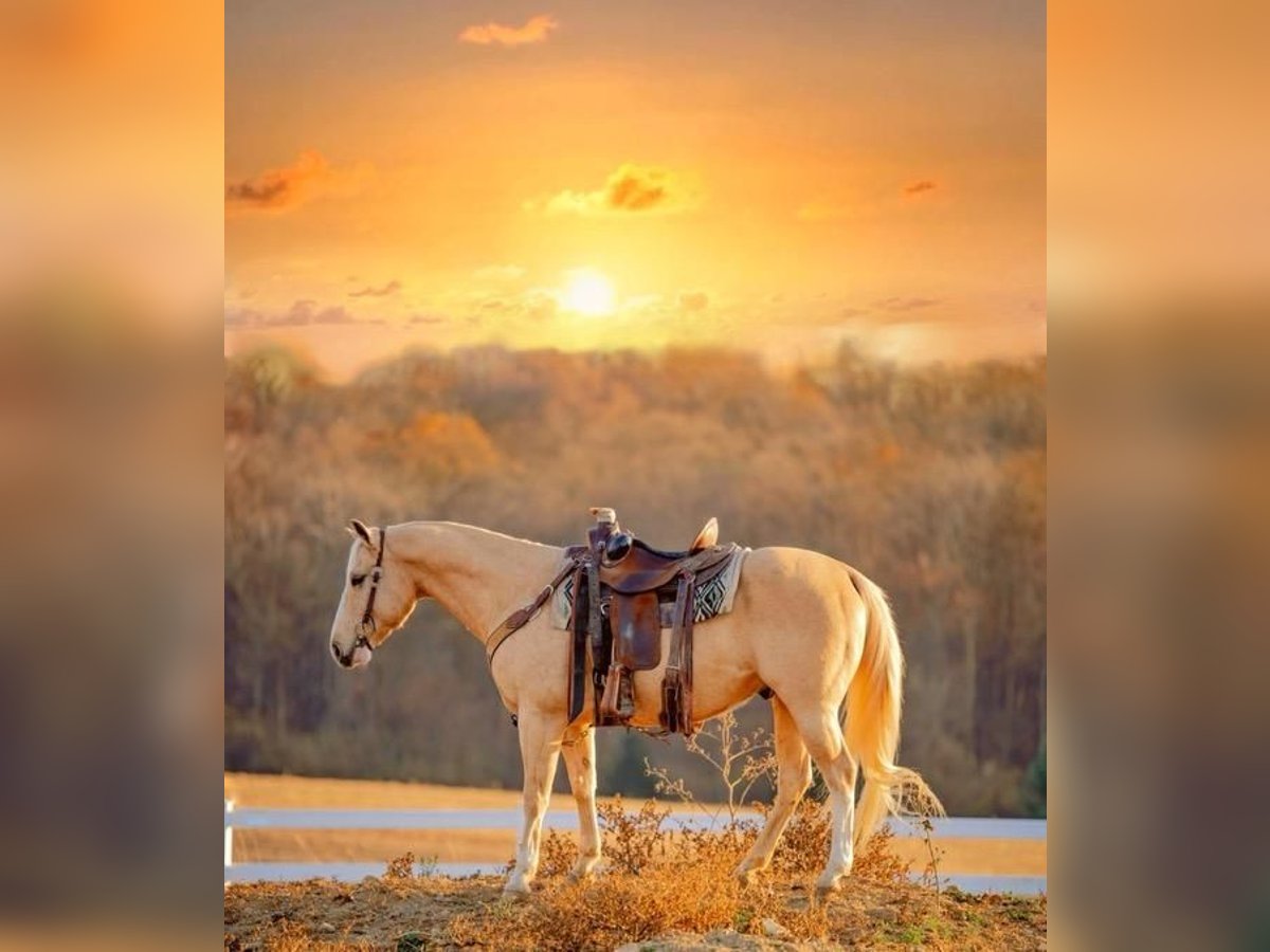 American Quarter Horse Gelding 10 years 15 hh Palomino in Pacific, MO