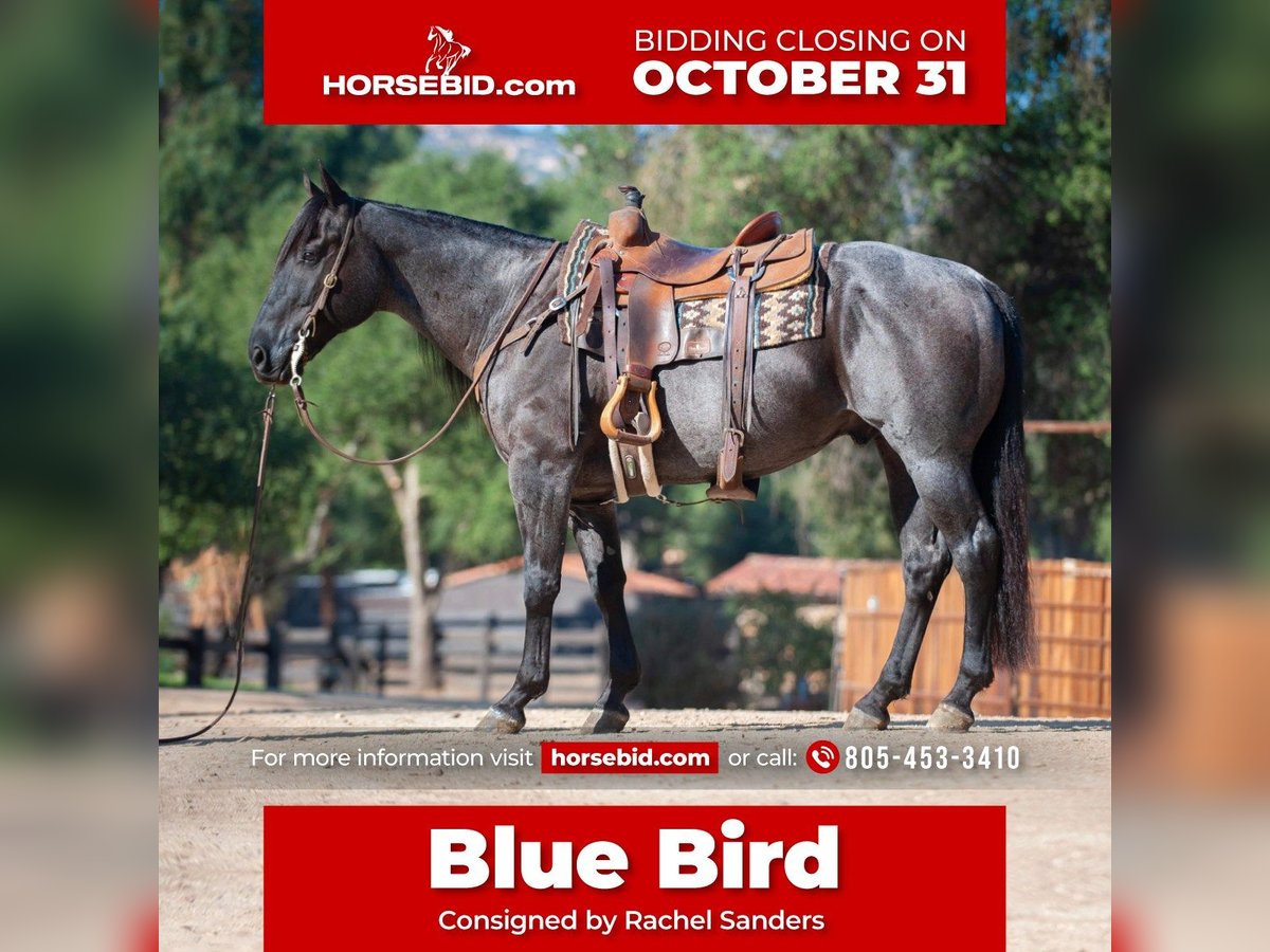 American Quarter Horse Mix Gelding 10 years 15 hh Roan-Blue in Joshua, TX