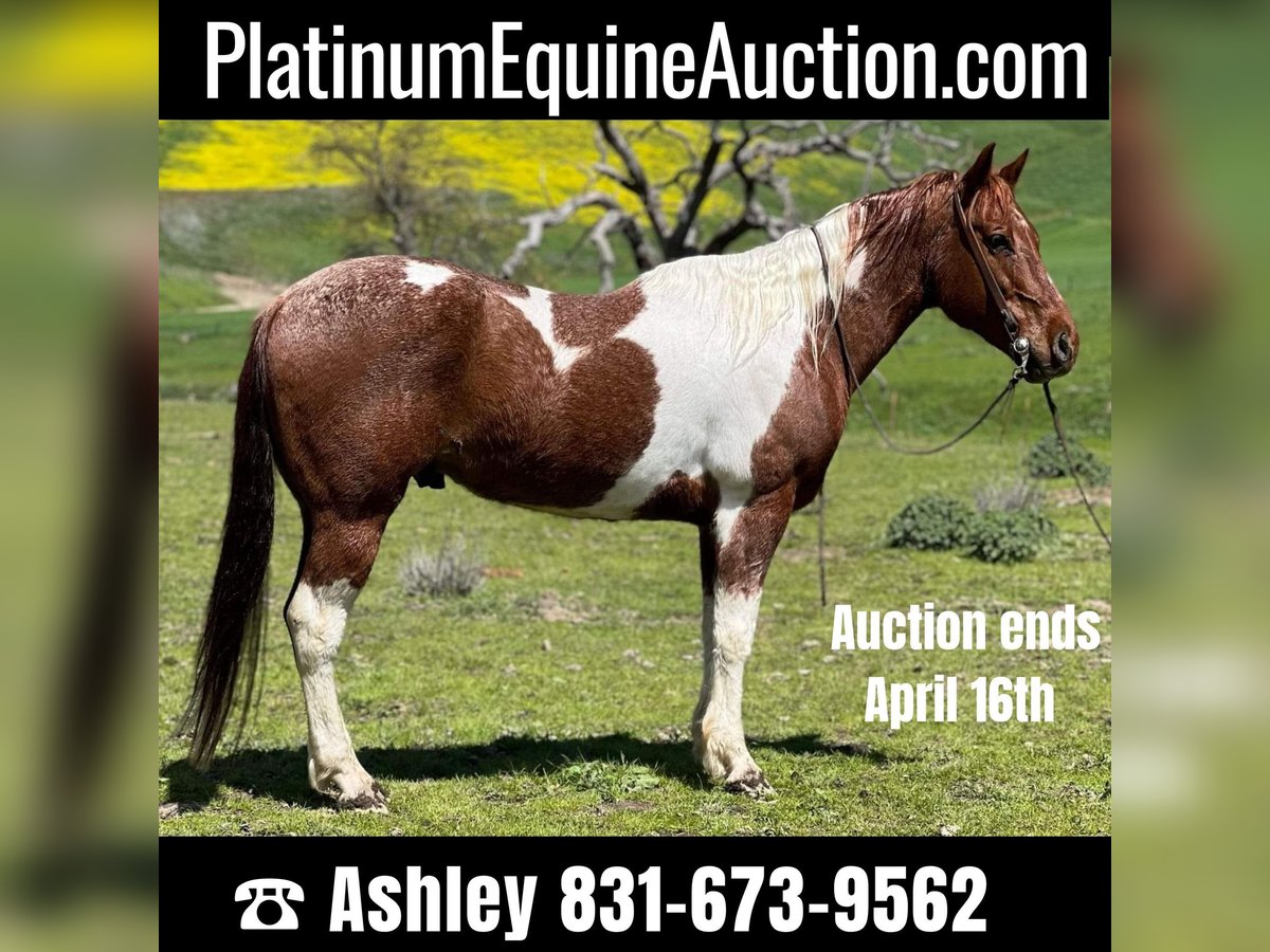 American Quarter Horse Gelding 10 years 15 hh Sorrel in Paicines CA