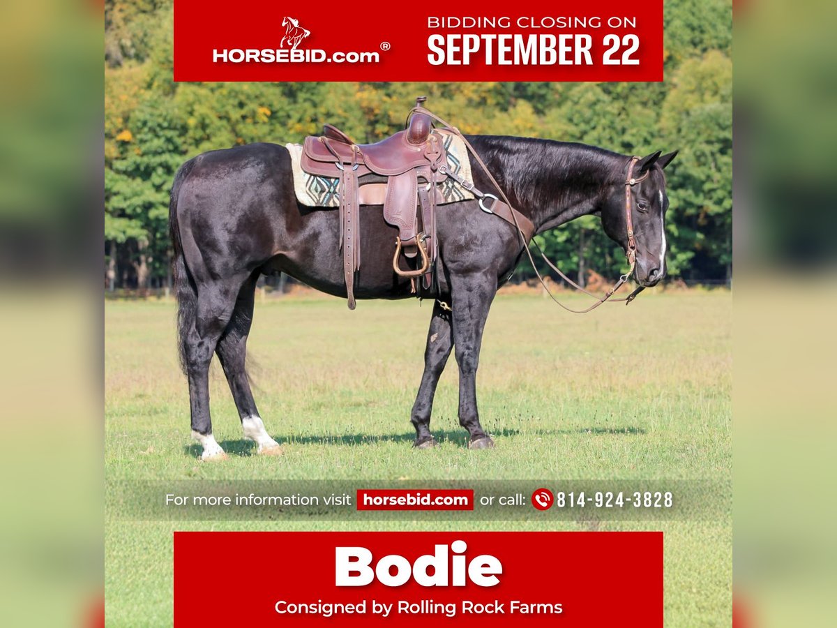 American Quarter Horse Gelding 10 years 15,1 hh Black in Clarion