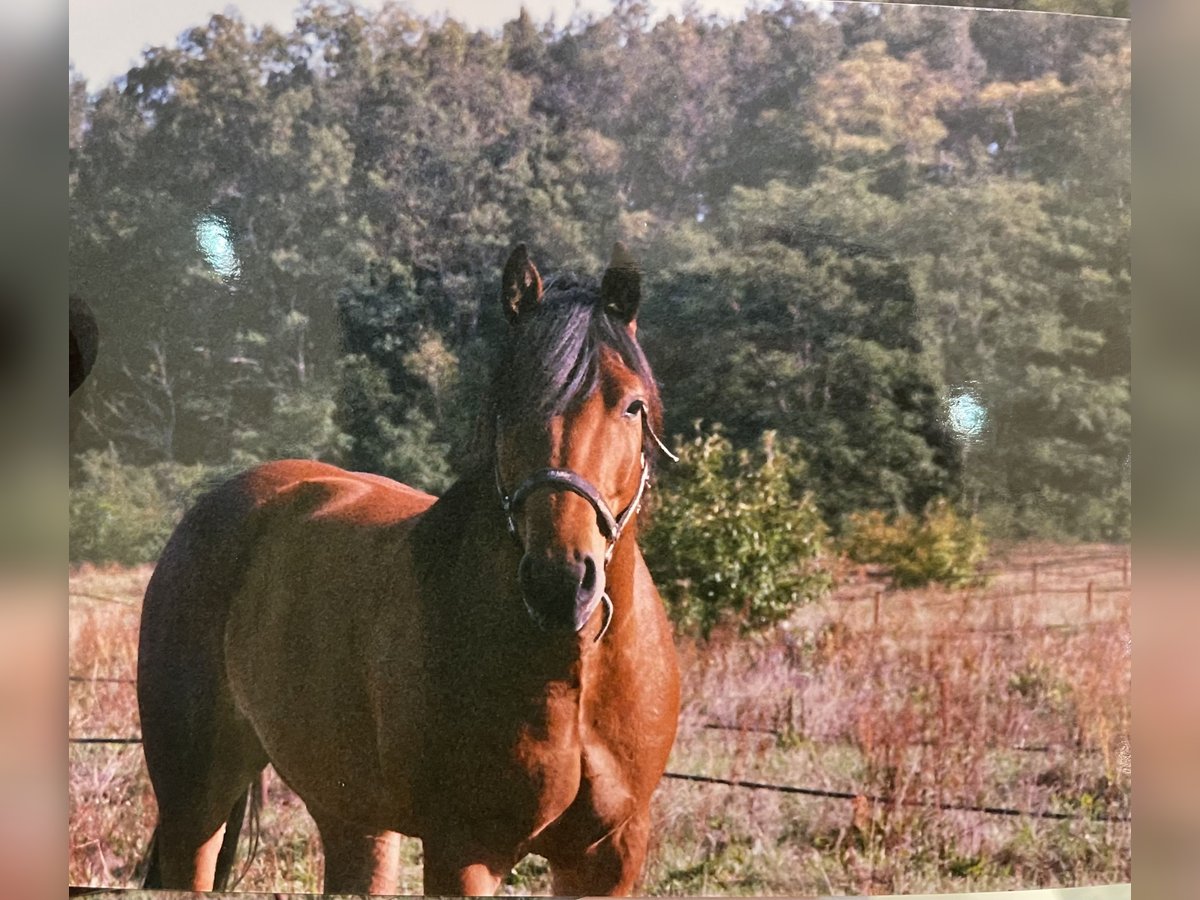 American Quarter Horse Mix Gelding 10 years 15,2 hh Brown in Trebbin