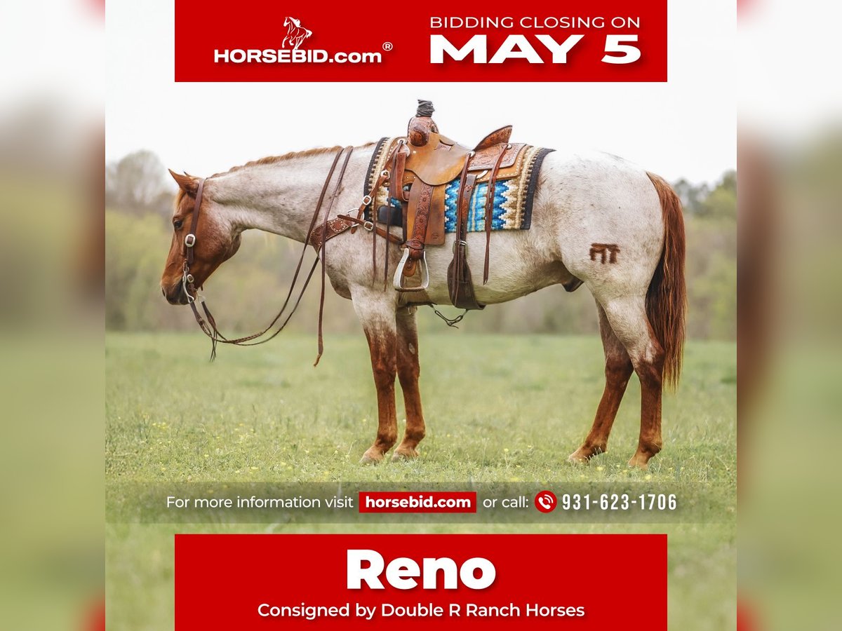 American Quarter Horse Gelding 10 years 15,2 hh in Lyles, TN