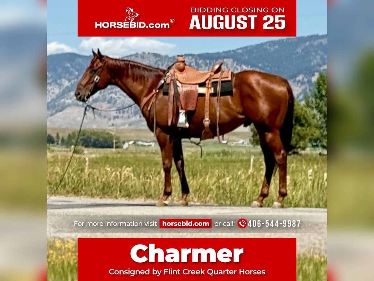 American Quarter Horse Gelding 10 years 15,2 hh Sorrel in Drummond