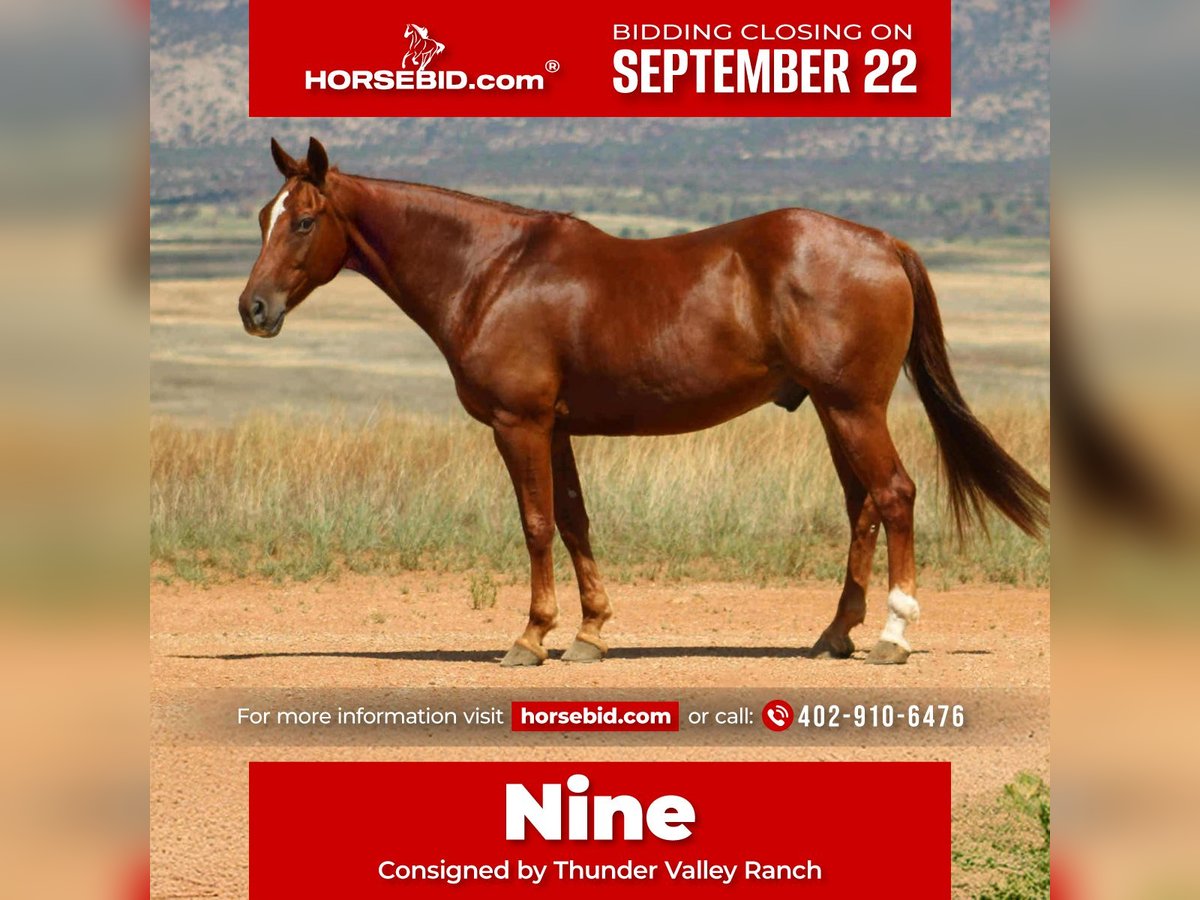 American Quarter Horse Gelding 10 years 15,3 hh Sorrel in Nogales