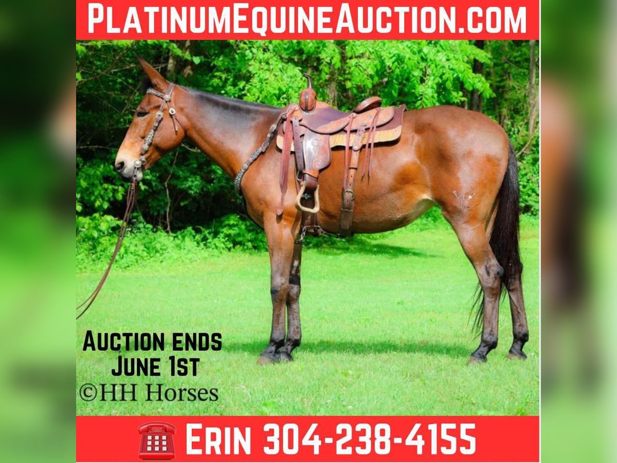 American Quarter Horse Gelding 10 years 16,1 hh Bay in Flemingsburg KY