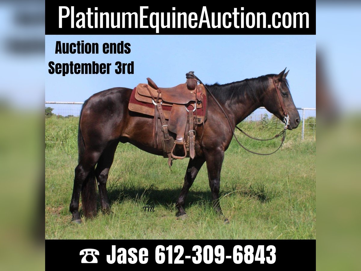 American Quarter Horse Gelding 10 years Black in STILLWATER, OK