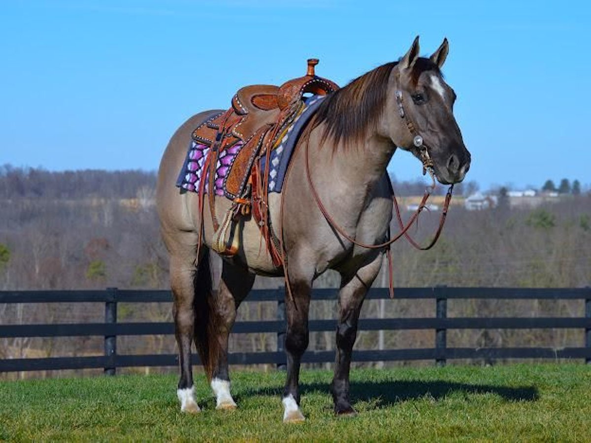 American Quarter Horse Gelding 10 years Grullo in Fredericksburg, OH