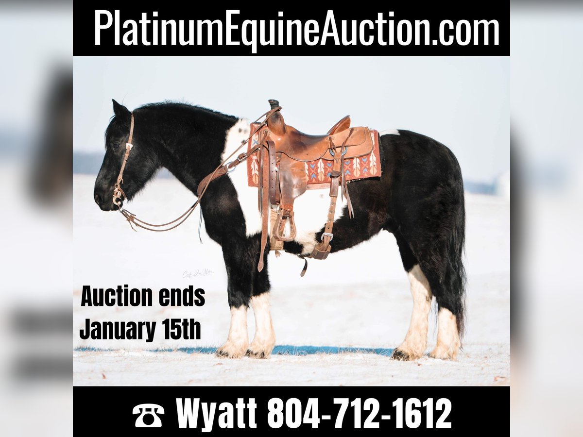 American Quarter Horse Gelding 10 years Tobiano-all-colors in Fieldon IA