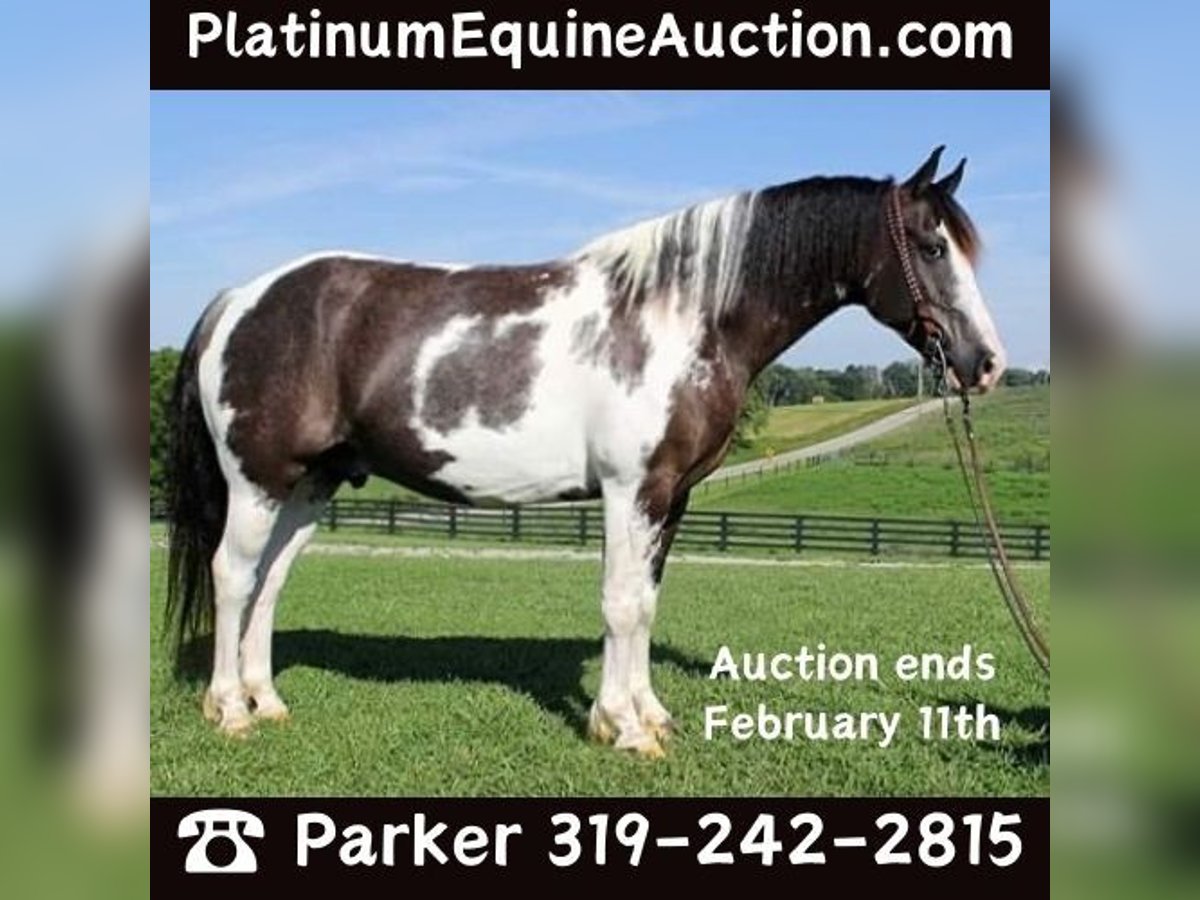 American Quarter Horse Gelding 10 years Tobiano-all-colors in Somerset