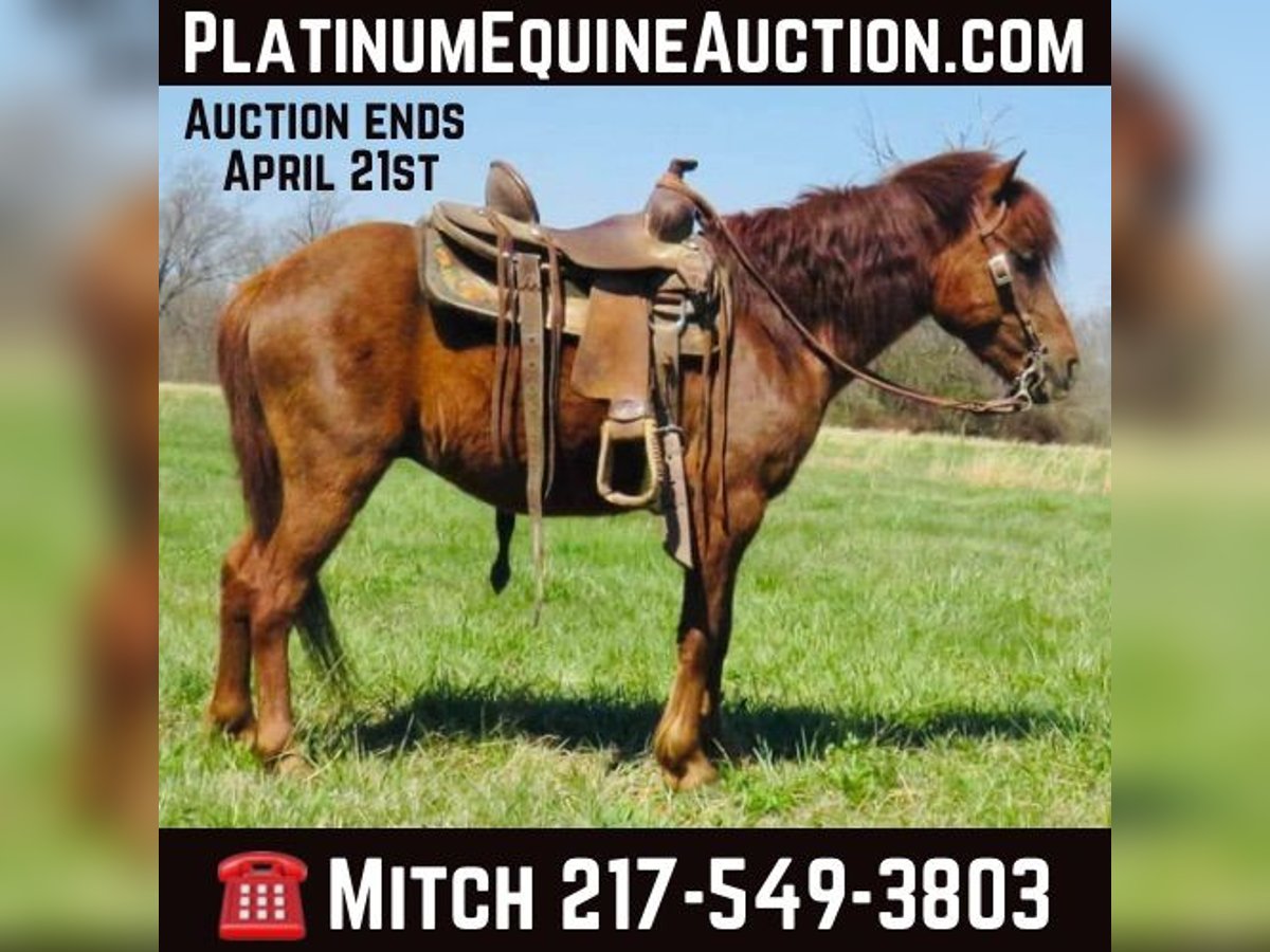 American Quarter Horse Gelding 11 years 11,1 hh Chestnut in Brownstown IL