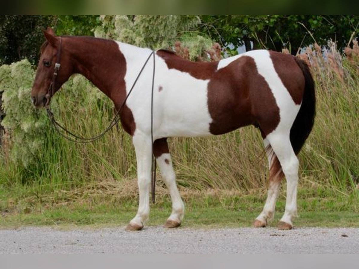 American Quarter Horse Gelding 11 years 13,1 hh Tobiano-all-colors in Stephenville TX