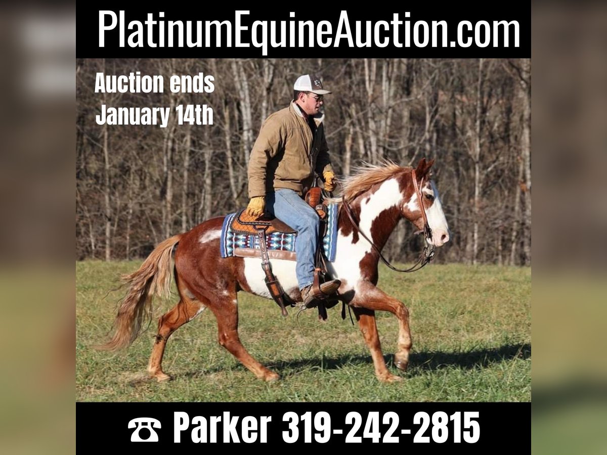 American Quarter Horse Gelding 11 years 14,1 hh Overo-all-colors in Somerset, KY