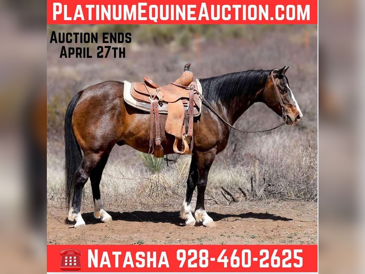 American Quarter Horse Gelding 11 years 14,2 hh Bay in Camp Verde AZ