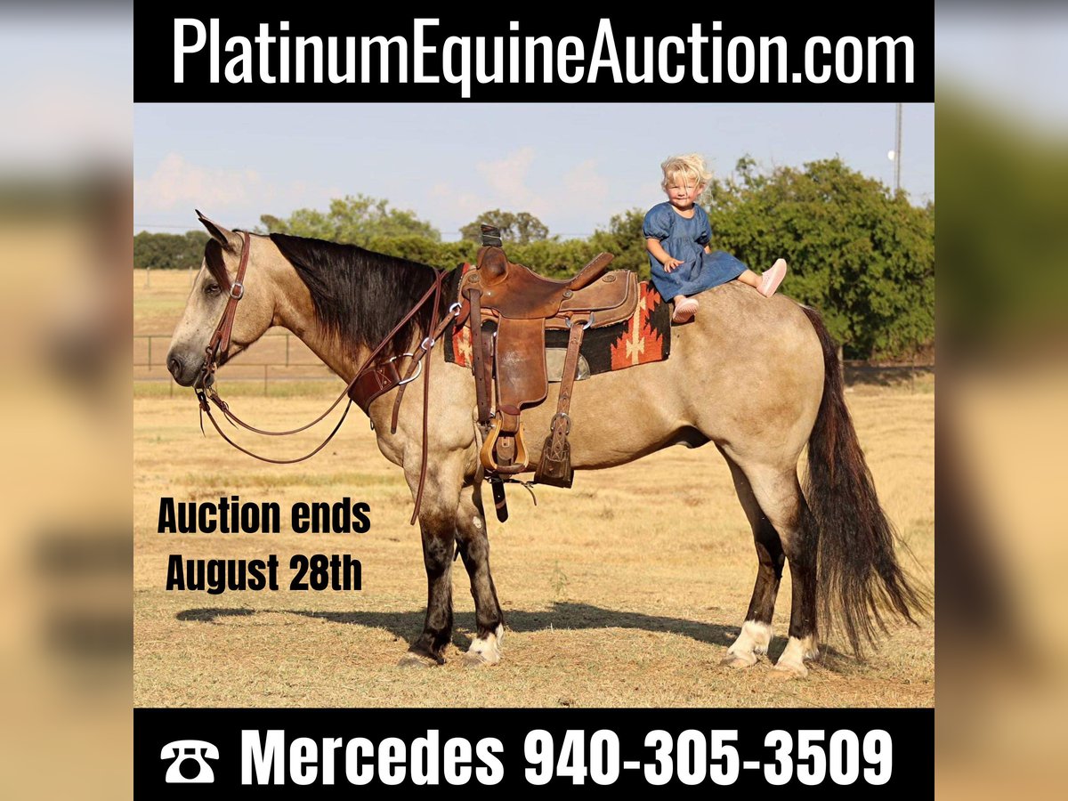 American Quarter Horse Gelding 11 years 14,3 hh Buckskin in Cleburne TX