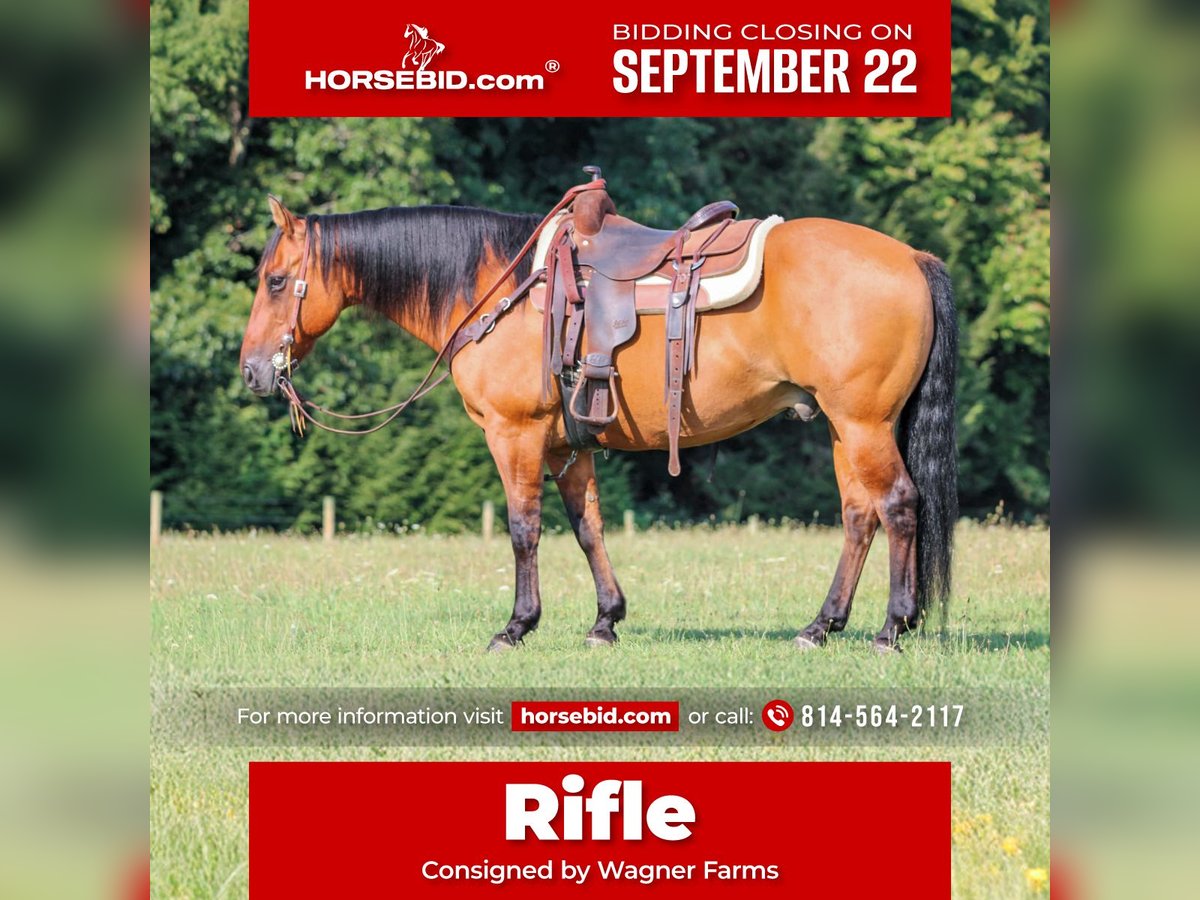 American Quarter Horse Gelding 11 years 14,3 hh Buckskin in Clarion