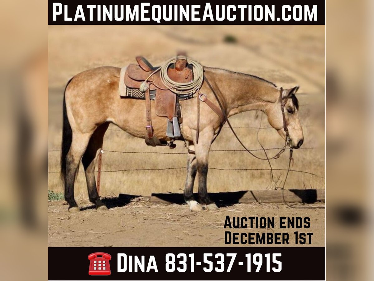 American Quarter Horse Gelding 11 years 14,3 hh Buckskin in Paicines CA