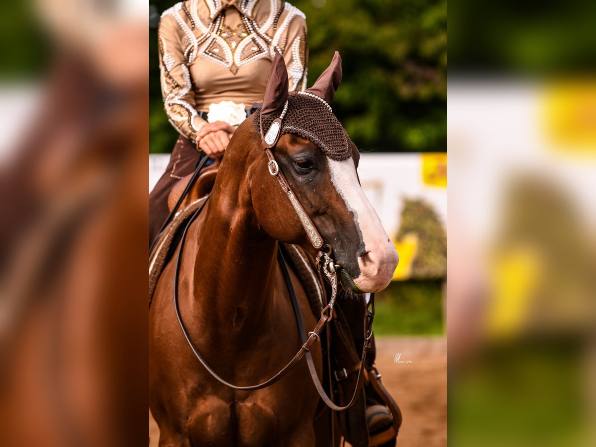 American Quarter Horse Gelding 11 years 14,3 hh Chestnut-Red in Stephanskirchen