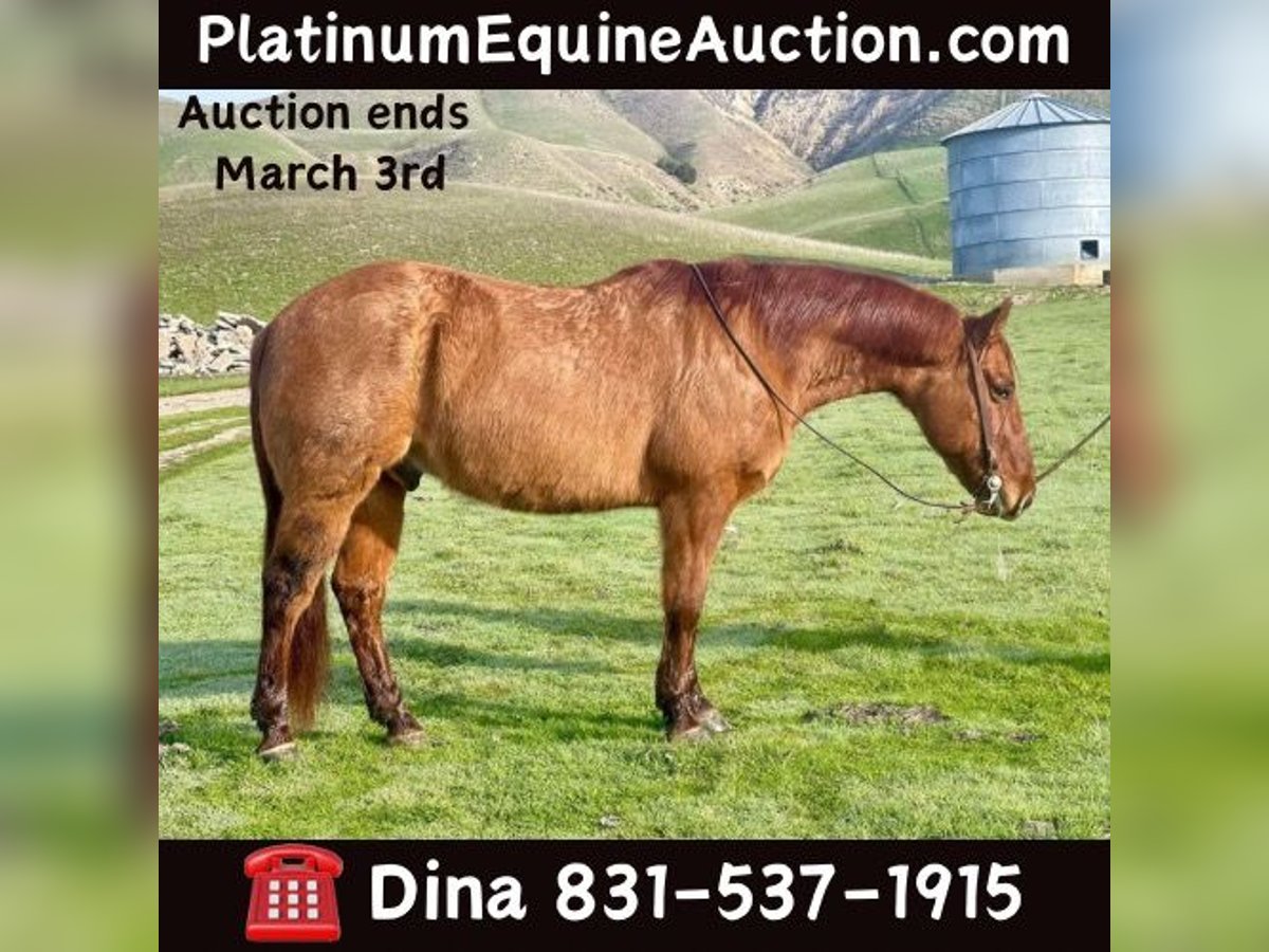 American Quarter Horse Gelding 11 years 14,3 hh Dun in Paicines CA