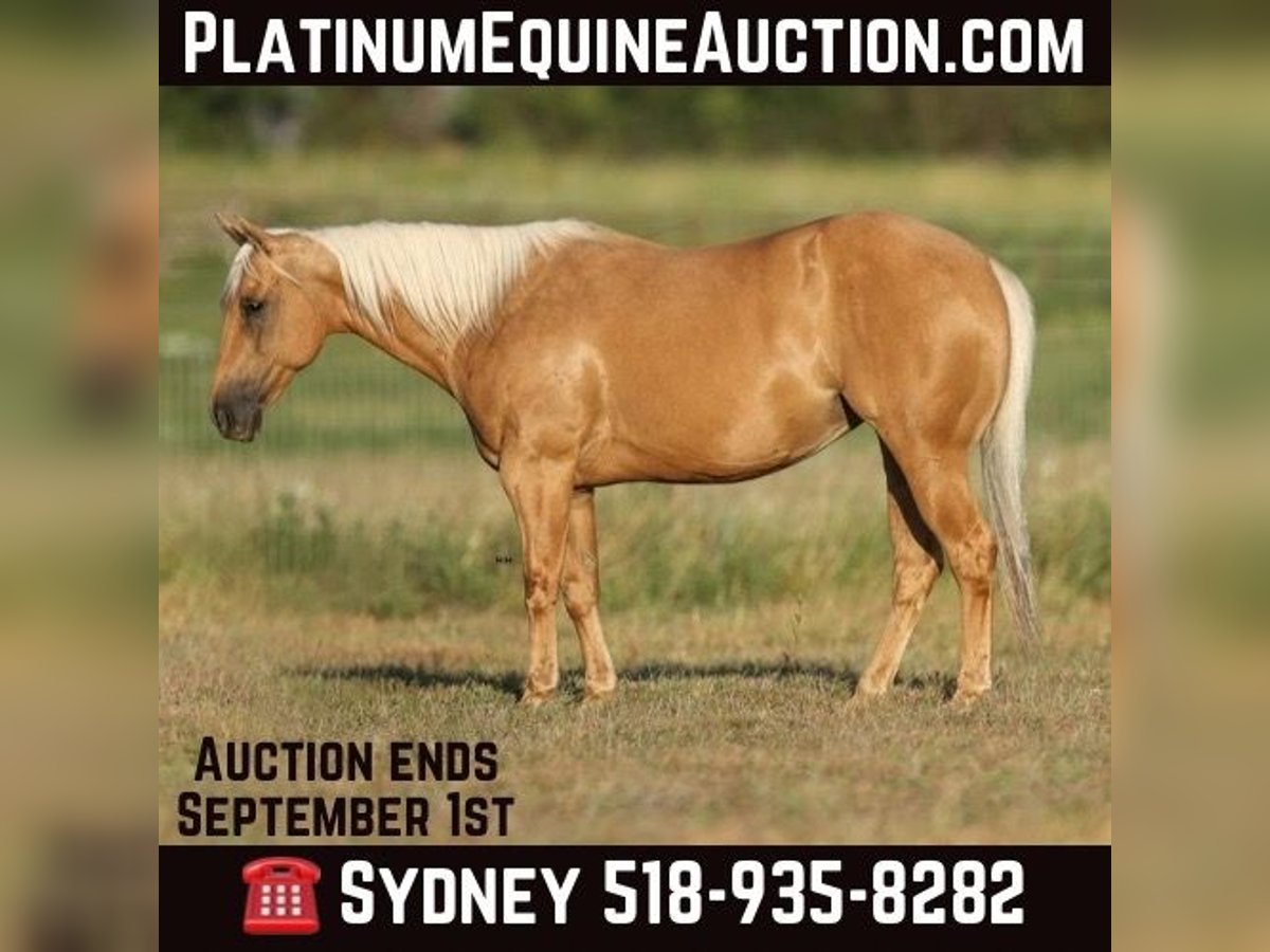 American Quarter Horse Gelding 11 years 14,1 hh Palomino in Granbury TX