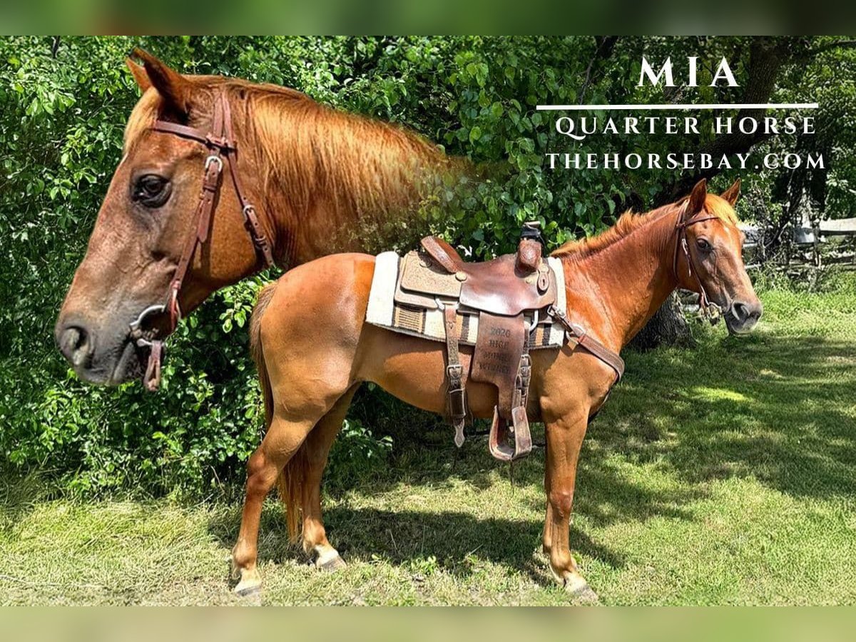 American Quarter Horse Gelding 11 years 14,2 hh Sorrel in Mckinney, TX