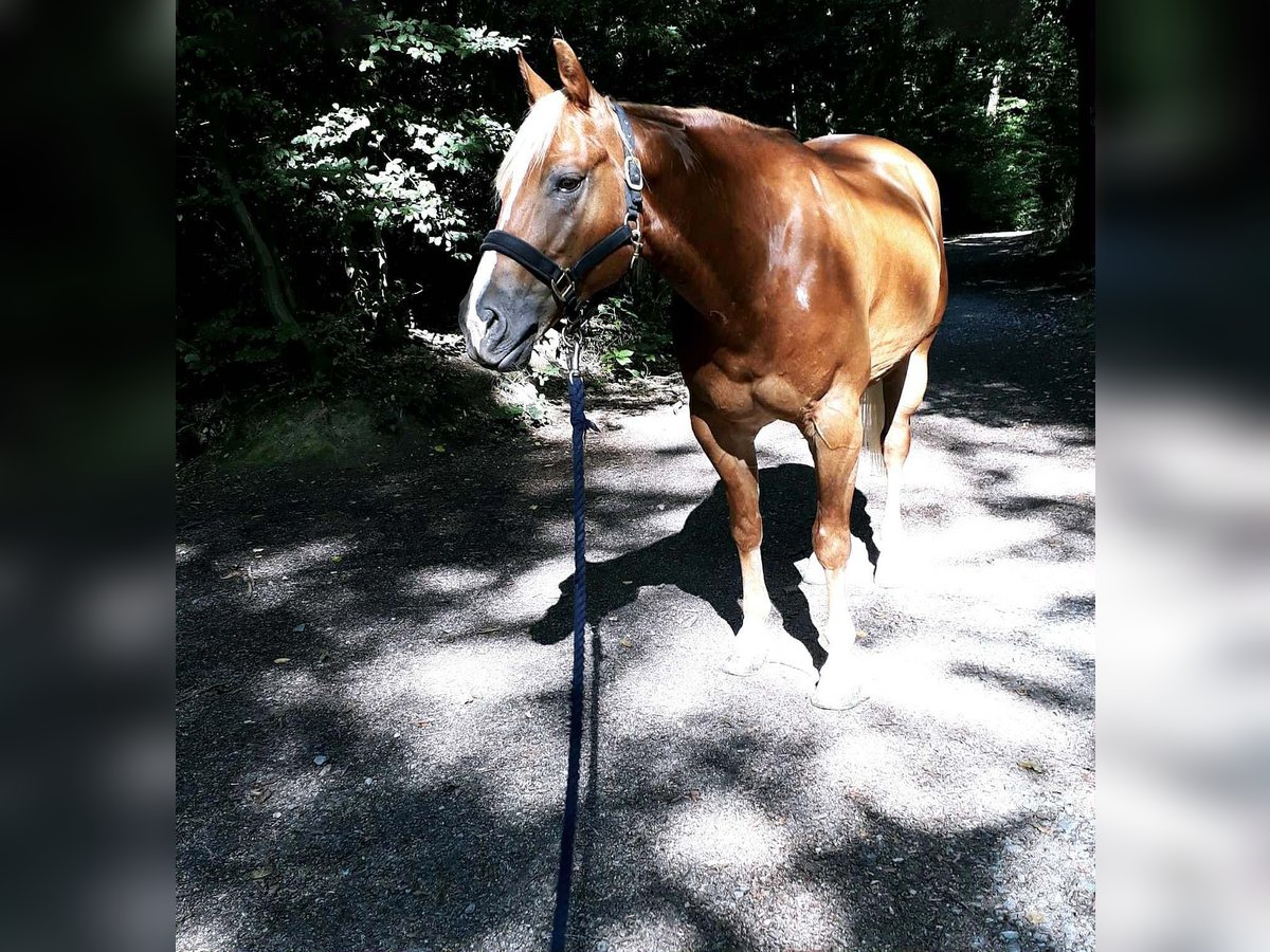 American Quarter Horse Gelding 11 years 14,3 hh Chestnut-Red in Rhede