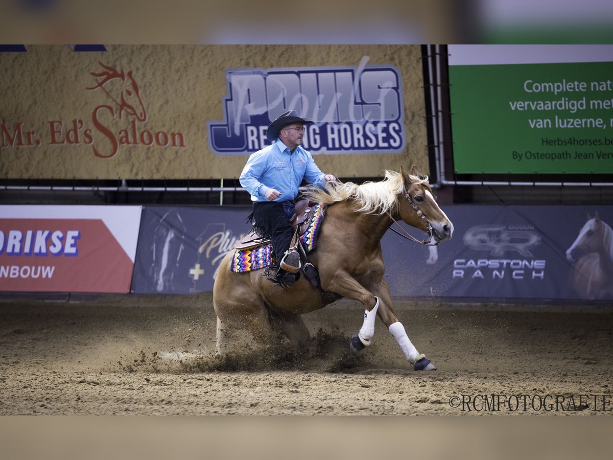 American Quarter Horse Gelding 11 years 14,3 hh Chestnut-Red in Rhede
