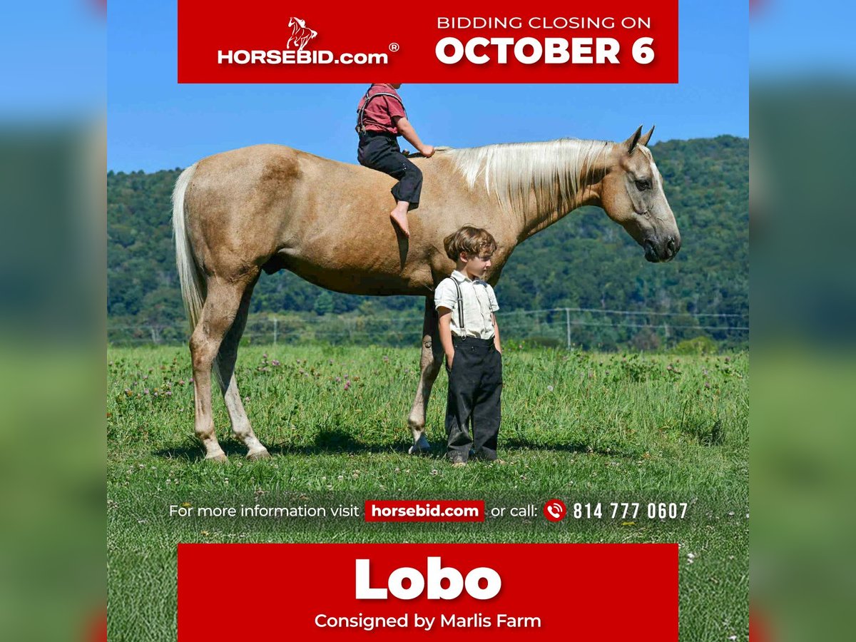 American Quarter Horse Gelding 11 years 14,3 hh Palomino in Rebersburg, PA