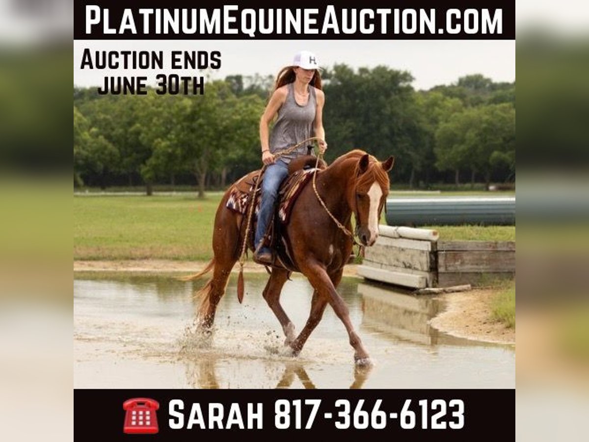 American Quarter Horse Gelding 11 years 15,1 hh Chestnut in WEATHERFORD, TX