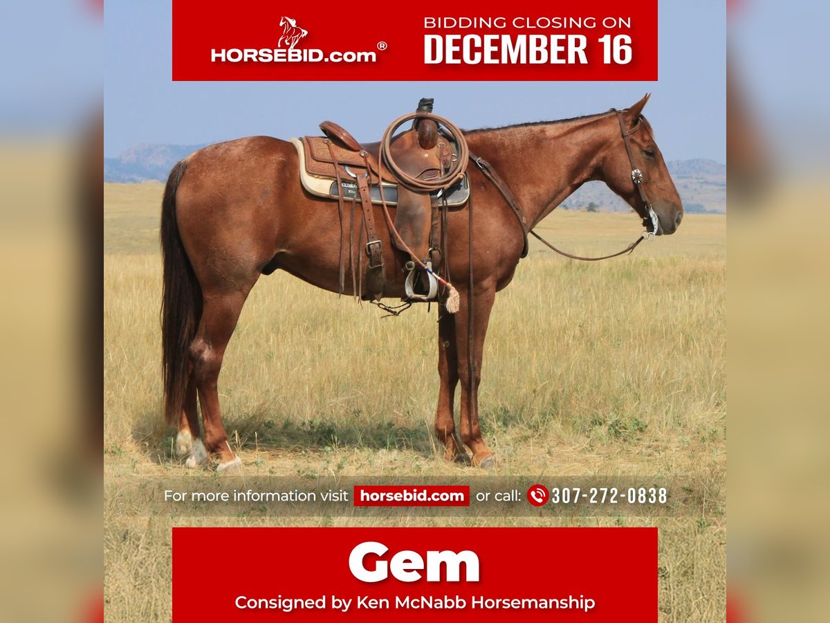 American Quarter Horse Gelding 11 years 15,1 hh Roan-Red in Lovell