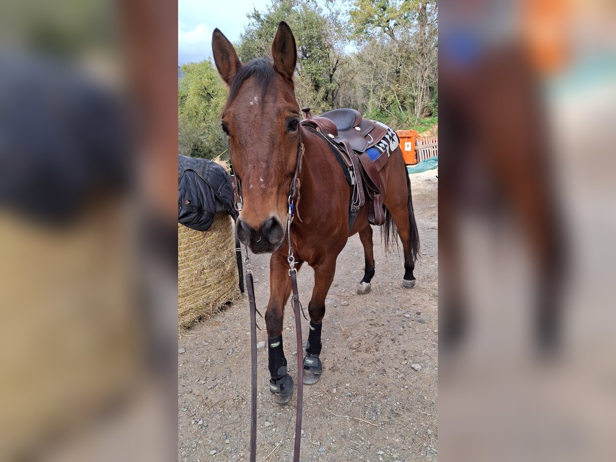 American Quarter Horse Gelding 11 years 15,2 hh Brown in Savona