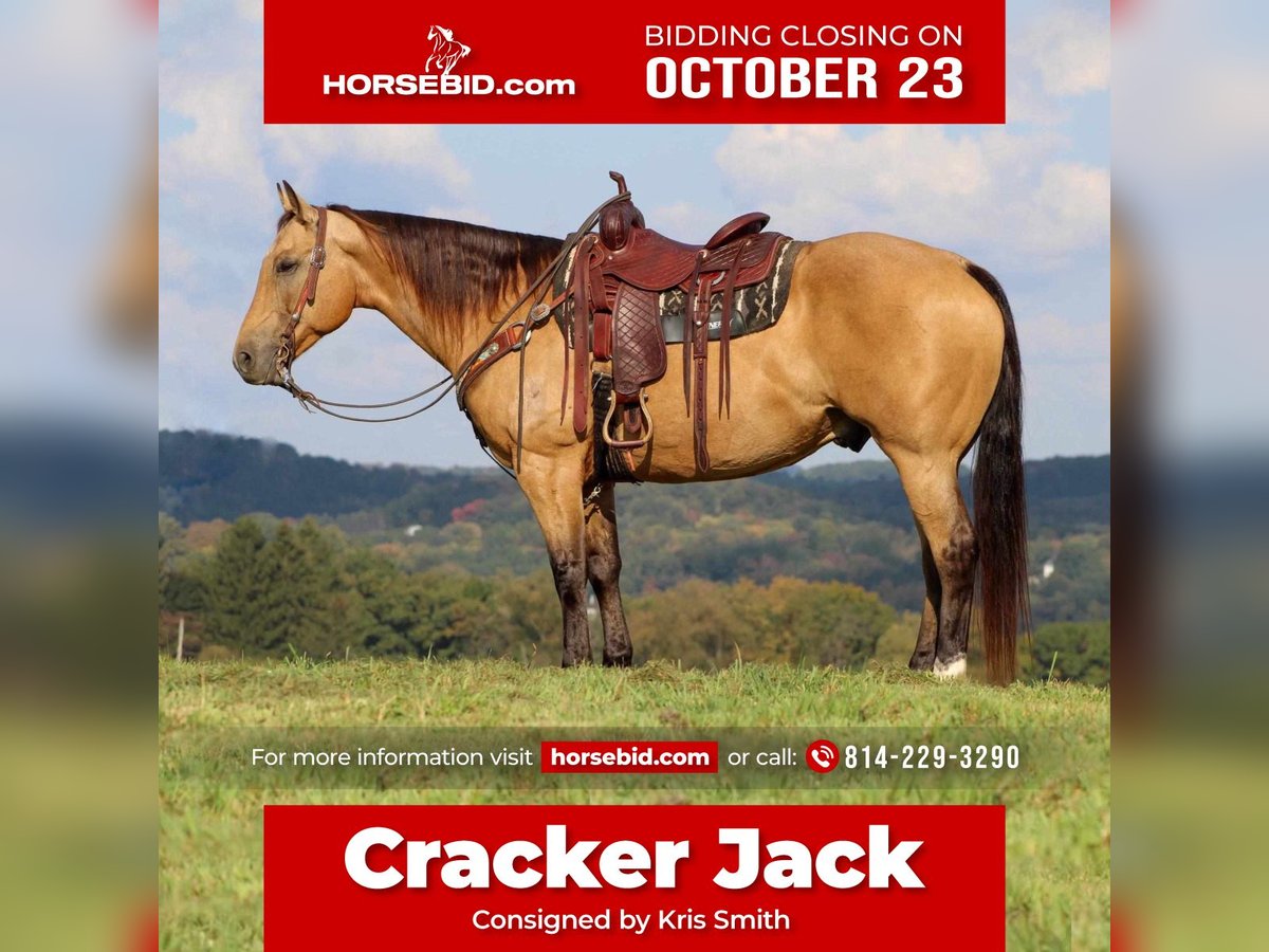 American Quarter Horse Gelding 11 years 15,2 hh Buckskin in Clarion