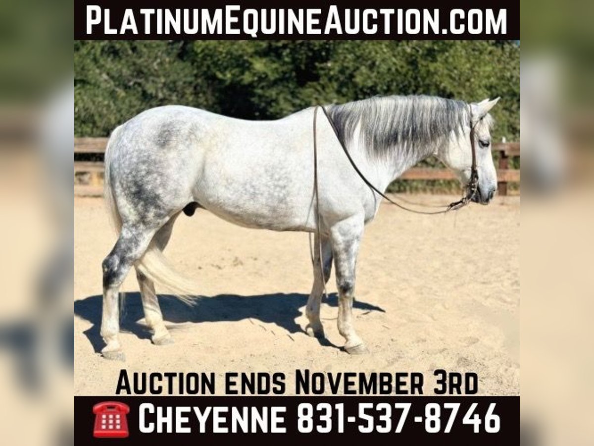 American Quarter Horse Gelding 11 years 15,2 hh Gray in Bitterwater CA