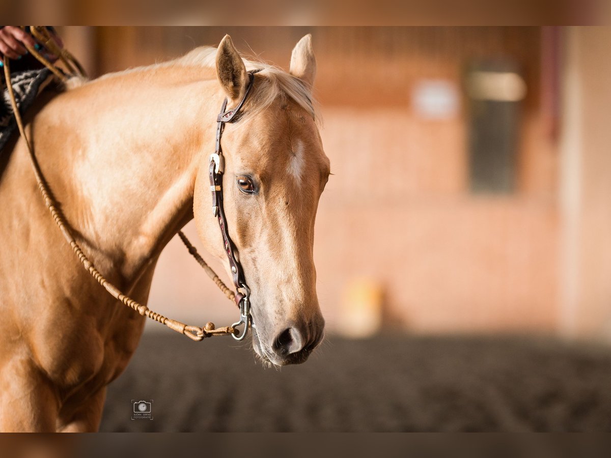 American Quarter Horse Gelding 11 years 15,2 hh Palomino in Lustenau