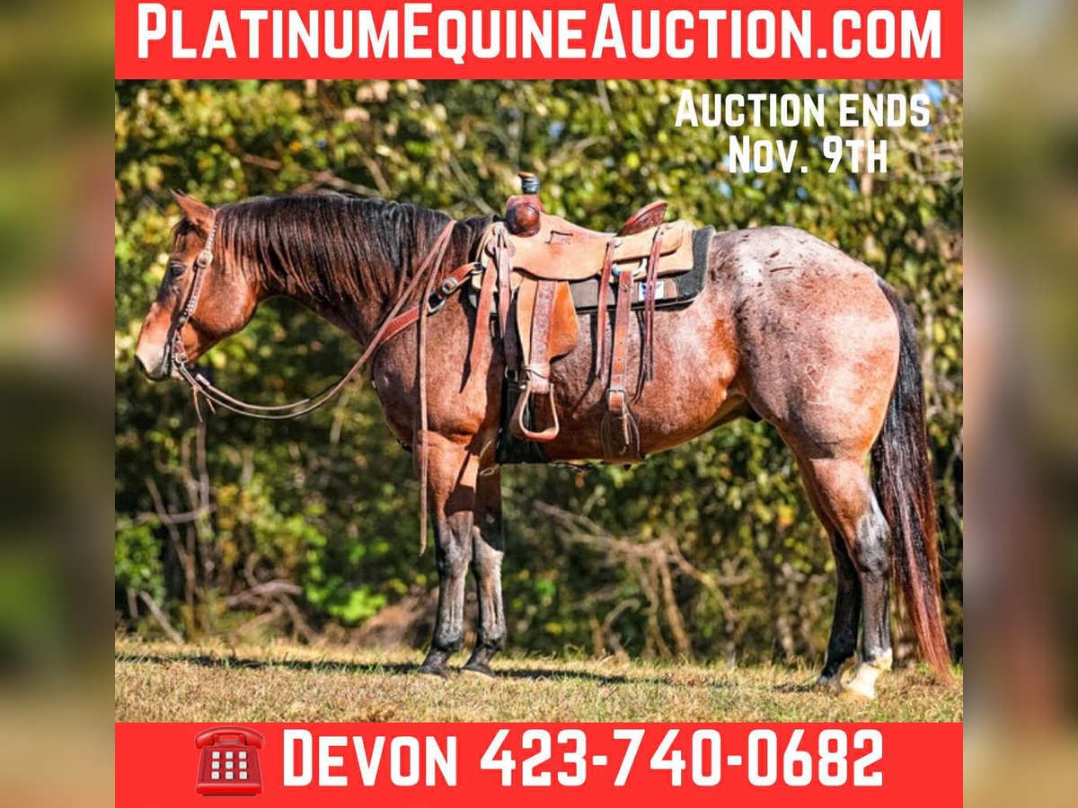 American Quarter Horse Gelding 11 years 15,2 hh Roan-Bay in Cookeville TN